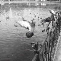 Голубь :: Евгения 