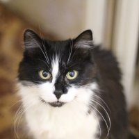 Душевное состояние - Кот. :: Эльва