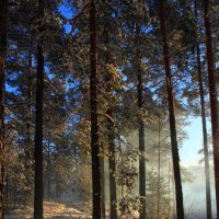 Зимний лес :: Дмитрий