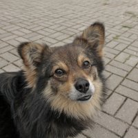 взгляд :: елена 