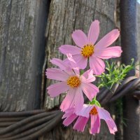 воспоминания о лете :: камилла дзюба 