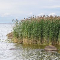 Тростник :: Александр Ильчевский 