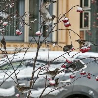 Дрозды прилетели в Москву :: Валерий Иванович