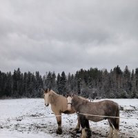 Заснеженные поля Яви Нави. :: Ольга 