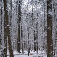 "Свежий снег в старом парке"© :: Владимир Макаров