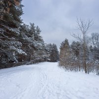 Зимние деревья :: Александр Синдерёв