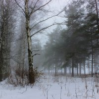 Декабрьский туман за городом. :: Андрей Андрианов