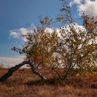 Кривизна красоте не помеха. :: Сергей Воротников