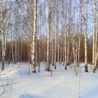 Теплый день в декабре :: Татьяна Лютаева