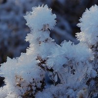 Снежные цветы. :: Михаил Колосов 