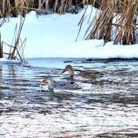 Утки Кряквы на Хопре, в декабре. Вот уж кому холодная вода ни по чём! :: Восковых Анна Васильевна 