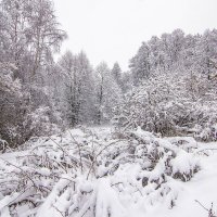 Зимний лес. :: Петр Беляков