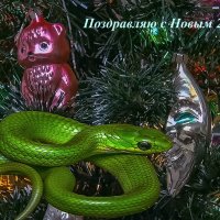 Поздравительная открытка :: Aleksey Afonin