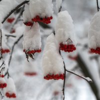 Зимняя рябина :: Наталия Крыжановская