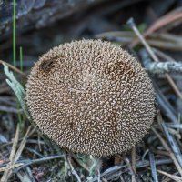 Lycoperdon echinatum :: Игорь Сикорский