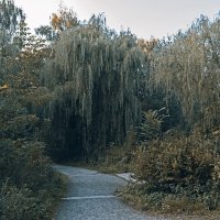 В Сокольниках :: Сергей Фомичев