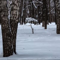 Ёлочка :: Александр Тарноградский