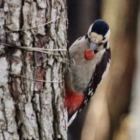 Сирийский дятел. :: Восковых Анна Васильевна 