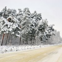 по дороге в гости к Деду Морозу :: Сергей М 