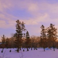 Утреннее небо  . Зима , декабрь . :: Мила Бовкун