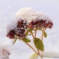 Под снежной шапочкой... :: Андрей Заломленков