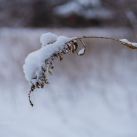 Снег на травинке :: Александр Синдерёв