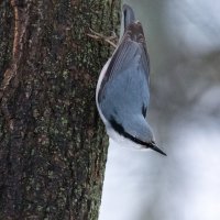 Поползень. :: Владимир Безбородов