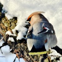 Свиристель. :: Восковых Анна Васильевна 