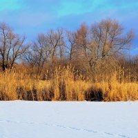 Зимние краски природы. :: Михаил. 