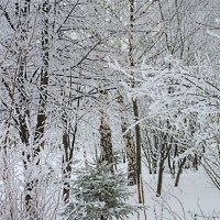 "В   лесу   родилась   ёлочка..." :: Галина Кузьмина