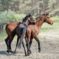 Кони :: SanSan 