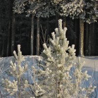 Морозный день :: Александр Трухин