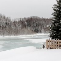 Елочка и Сибирская Катунь  в таежной глубинке. :: Любовь Иванова