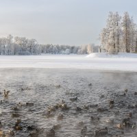 Про Питер :: Владимир Колесников