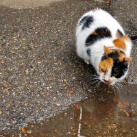 Глоток воды... :: Николай Саржанов