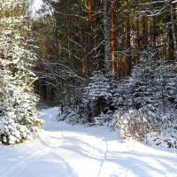 После ночного снегопада (репортаж из поездок по области). :: Милешкин Владимир Алексеевич 