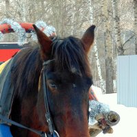 НА ПРАЗДНИК СОБРАЛАСЬ. :: nadyasilyuk Вознюк