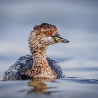 Портрет одной поганки :: Александр К.