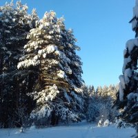 снег сосны голубое небо :: Владимир 