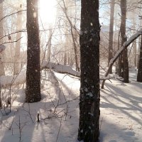 И вот уже добавил света зимний день... :: Андрей Заломленков