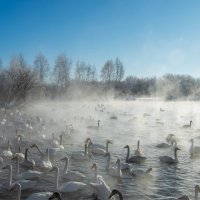 Лебеди в тумане :: Николай Чекалин