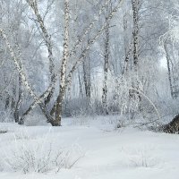 А лес такой загадочный..... :: Валентина Богатко 