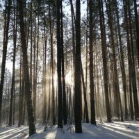 солнечный январский денек :: Ольга Гомзина