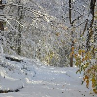 Солнечным утром...... :: Юрий Цыплятников