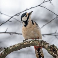 *** :: Владимир Безбородов