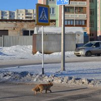 Правила уличного движения :: Георгиевич 