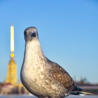 На дворцовом мосту :: Алексей Чуркин