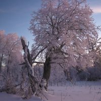 Вечерние краски зимы :: Галина Ильясова