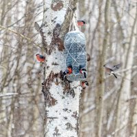 У кормушки :: Валерий Иванович