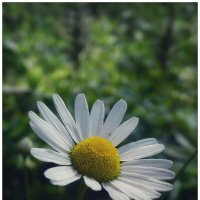 Нивяник обыкновенный {Leucanthemum vulgare} :: Александр Кольцов